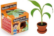 Kit de jardinage : Graines de plante qui danse - A faire pousser pas cher 